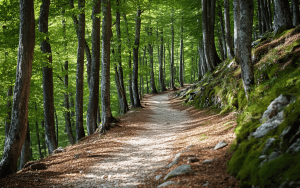 Bosques y senderos naturales en las inmediaciones de una casa rural en Girona
